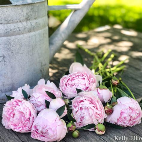 pinterest peony|kelly moore peony pictures.